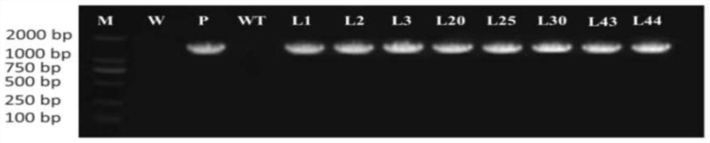 Application of protein ibmyc2 in regulation of plant drought resistance