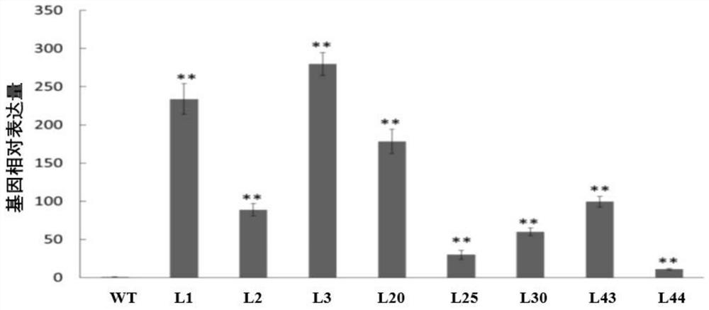 Application of protein ibmyc2 in regulation of plant drought resistance