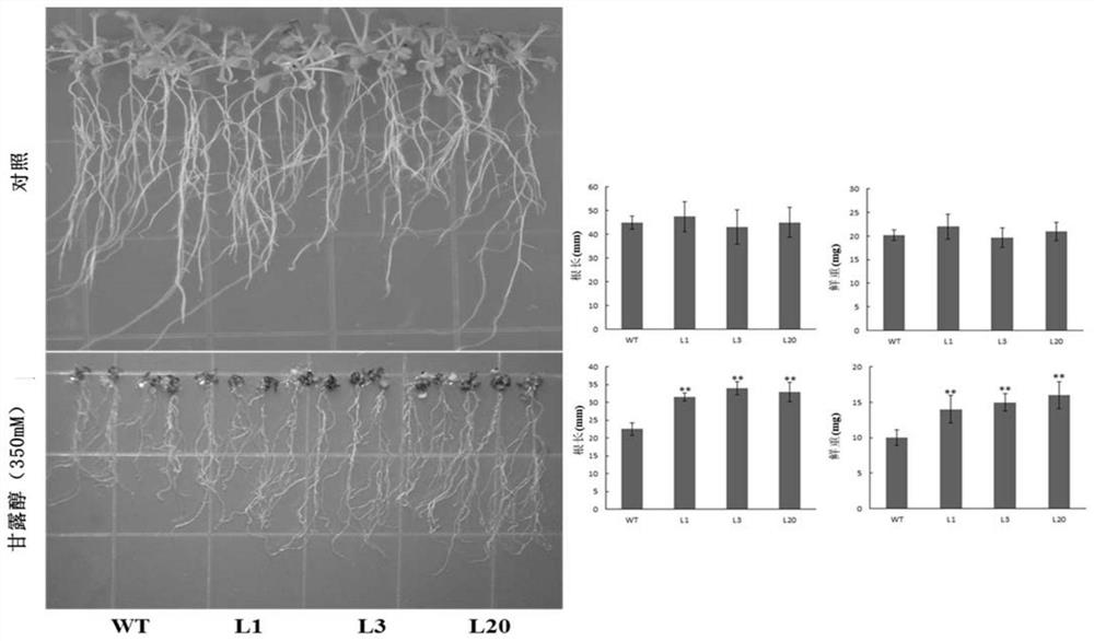 Application of protein ibmyc2 in regulation of plant drought resistance