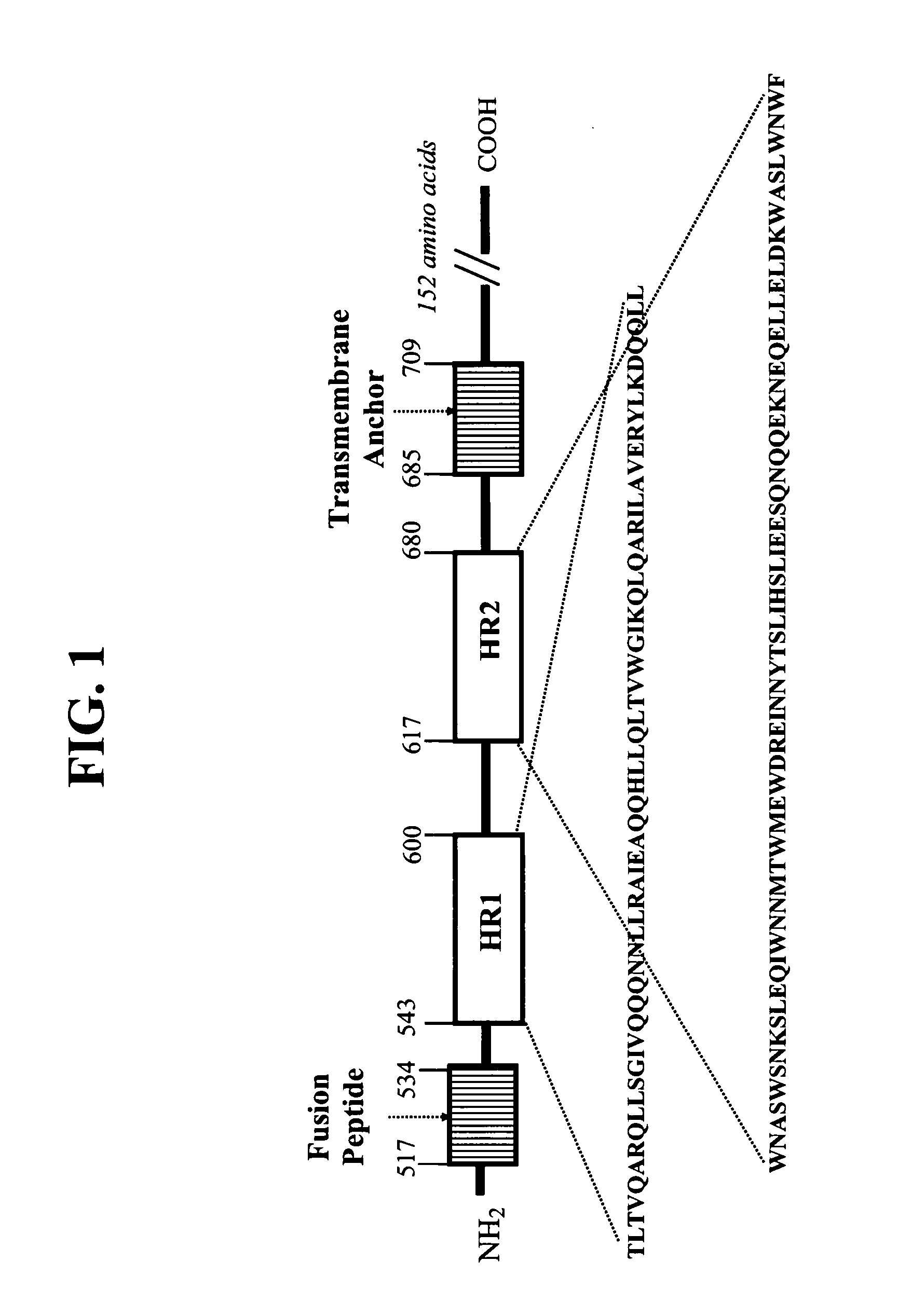 HIV fusion inhibitor peptides with improved biological properties