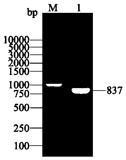 Protein antigen, coding gene thereof, and application of protein antigen and coding gene thereof to identification of mycoplasma hyopneumoniae inactivated vaccine antibody and natural infection antibody