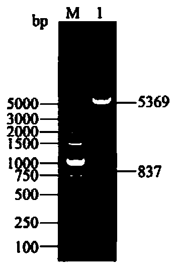 Protein antigen, coding gene thereof, and application of protein antigen and coding gene thereof to identification of mycoplasma hyopneumoniae inactivated vaccine antibody and natural infection antibody