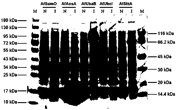 Method for screening sumoylation target protein of Aspergillus flavus based on in vitro reaction system