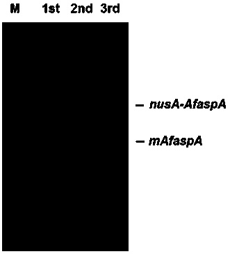 Method for screening sumoylation target protein of Aspergillus flavus based on in vitro reaction system