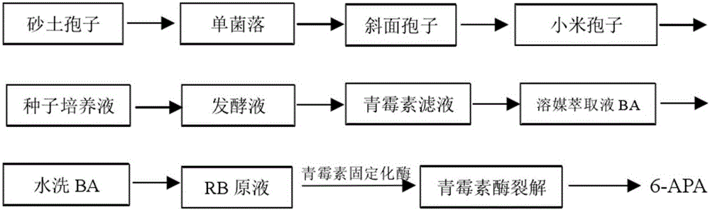 6-APA (6-amino-penicillanic acid) and preparation method thereof