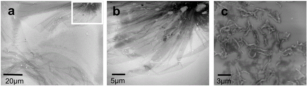 Preparation method of polydopamine/graphene oxide composite film with muramidase immobilized