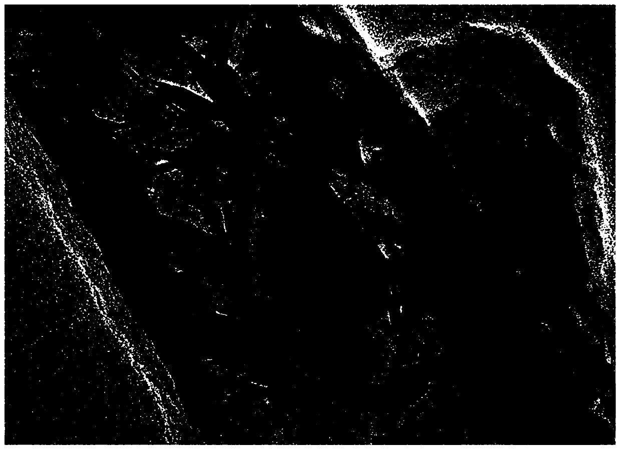 A kind of molybdenum disulfide/carbon composite material and its preparation method and application