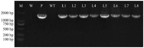 Drought resistant relevant protein IbBT4 and coding gene and application thereof