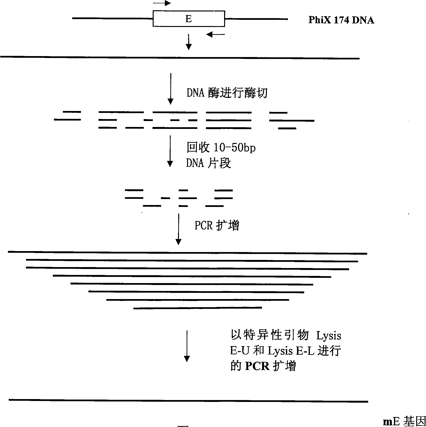 Rearranged bacterial virus E gene, perforating plasmid vector containing the same and use thereof