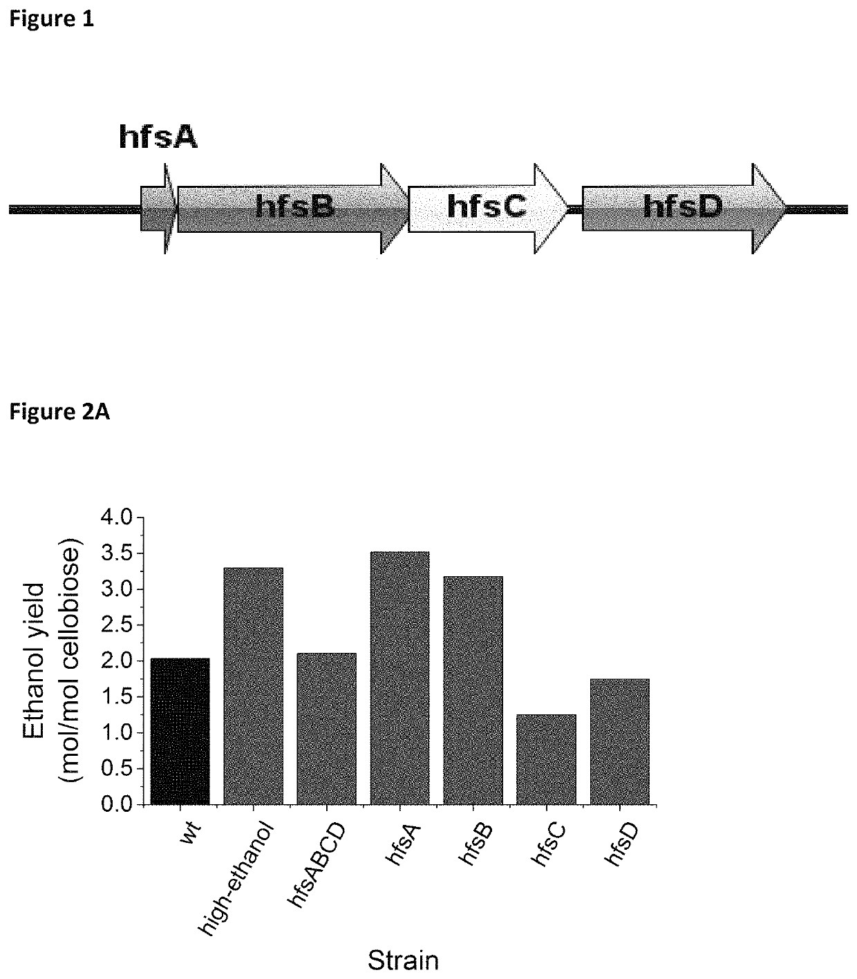 Increased ethanol production by thermophilic microorganisms with deletion of individual hfs hydrogenase subunits