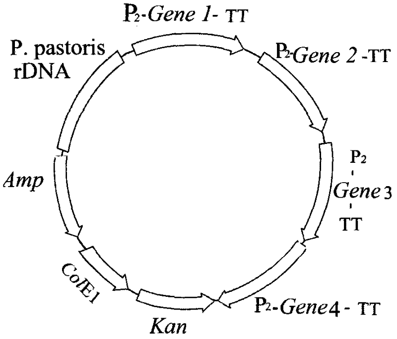 Production of recombinant mixed isoamylases, alpha amylases and glucoamylases