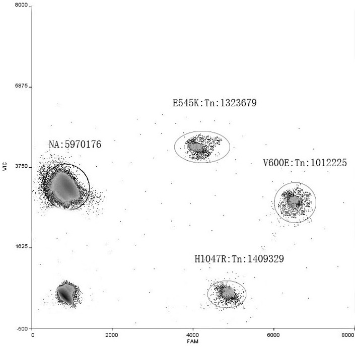 PIK3CA gene and BRAF gene mutation multiple detection primer probe and kit thereof