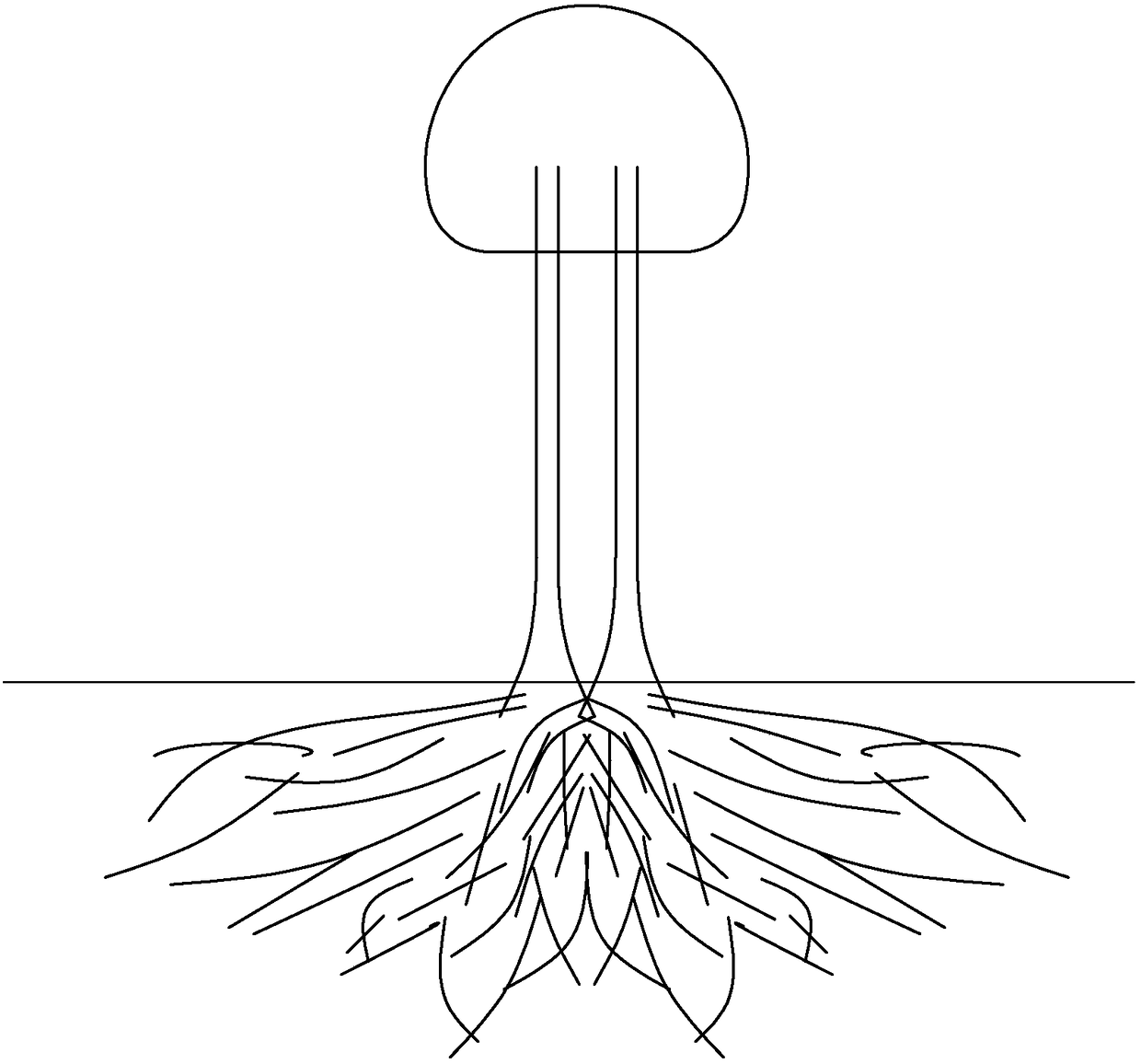 A kind of beech tree cluster cultivation method