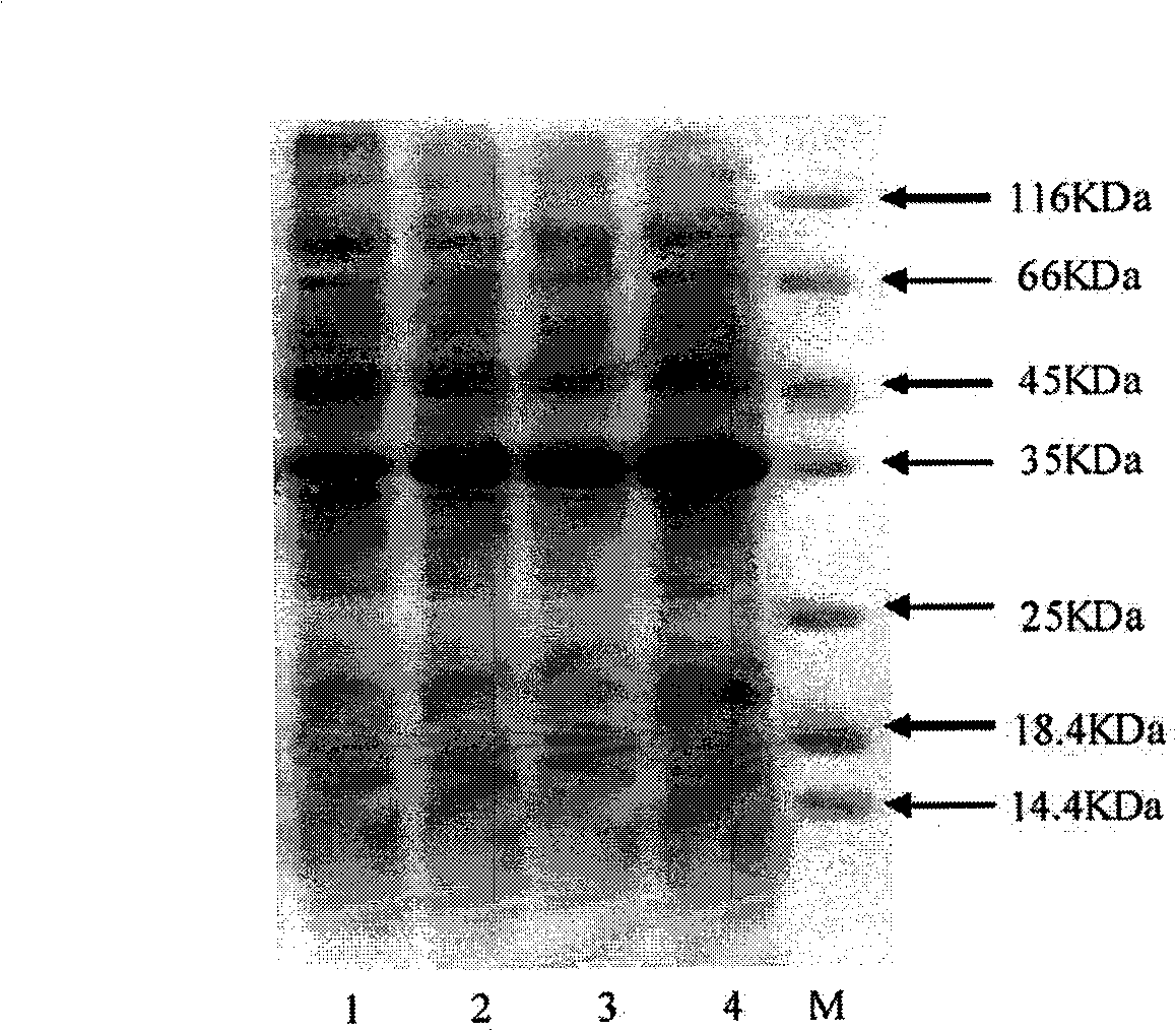 High temperature lipase, preparation for mutants thereof and application thereof