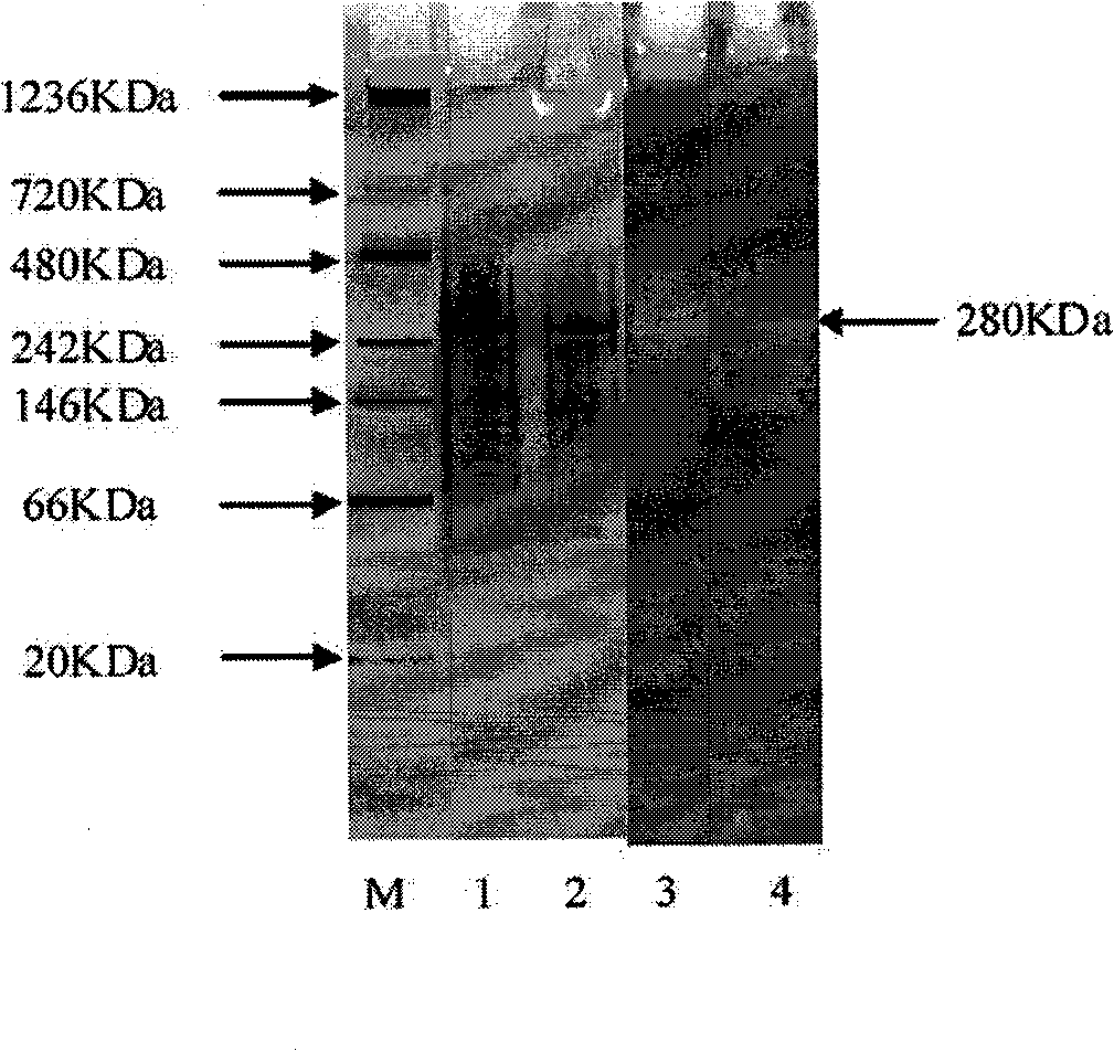 High temperature lipase, preparation for mutants thereof and application thereof