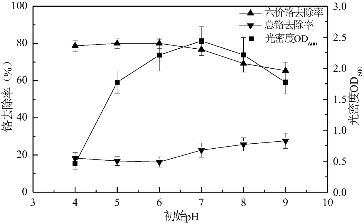 Preparation method and application of leersia hexandra swartz endophytic bacterium capable of reducing hexavalent chromium