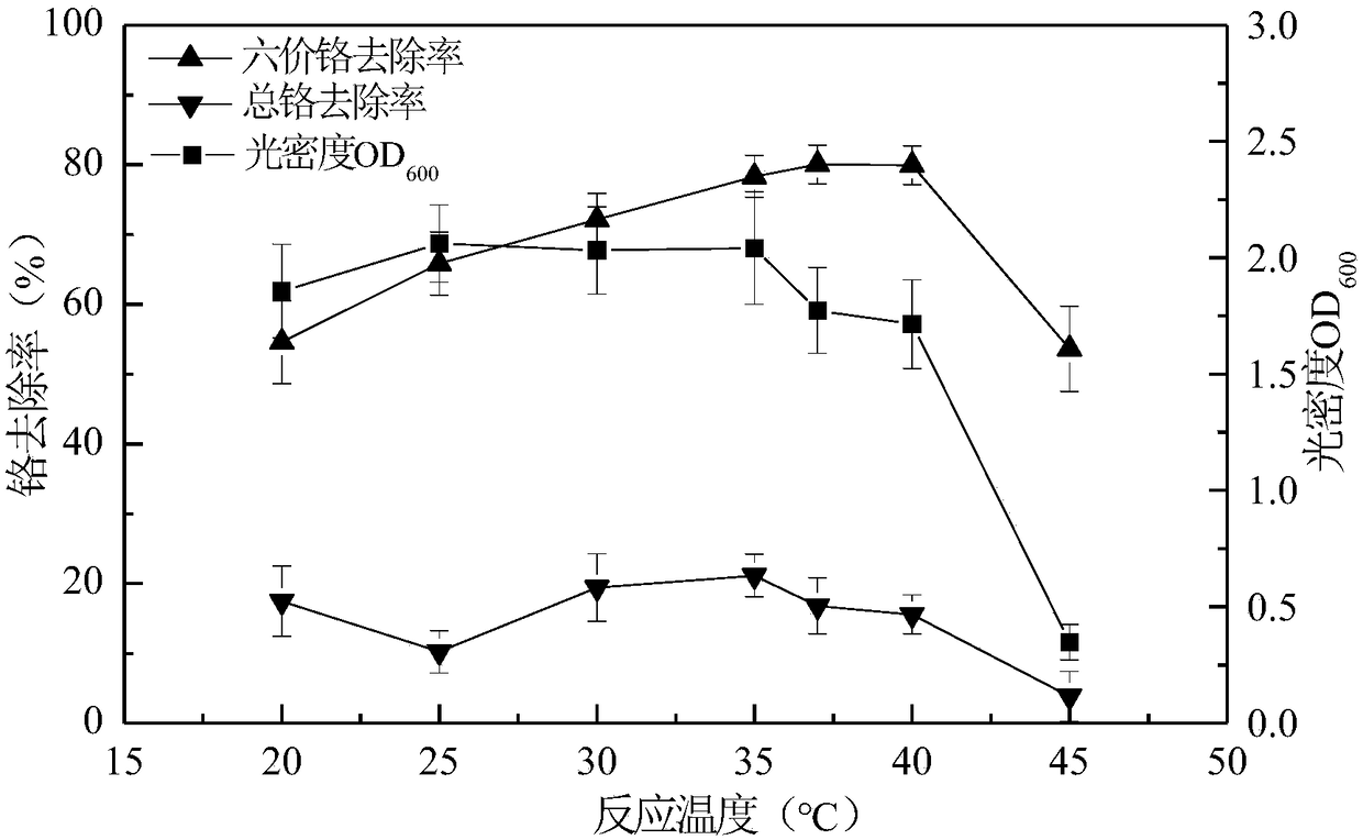 Preparation method and application of leersia hexandra swartz endophytic bacterium capable of reducing hexavalent chromium