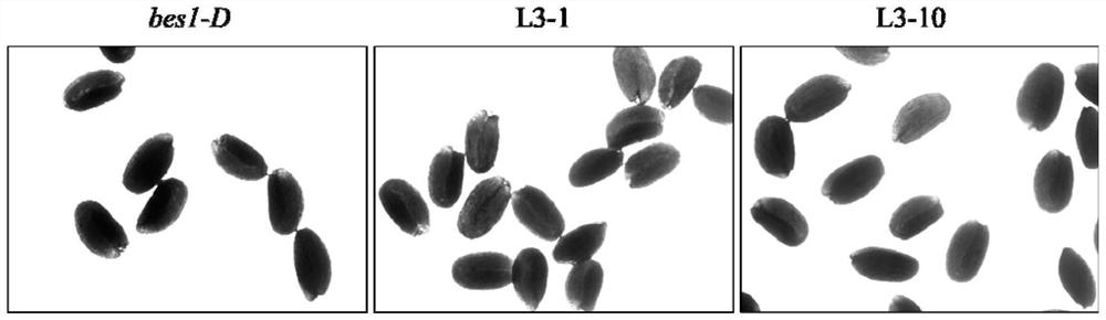 Application of corn ZmBES1/BZR1-3 gene in increasing yield of plant seeds