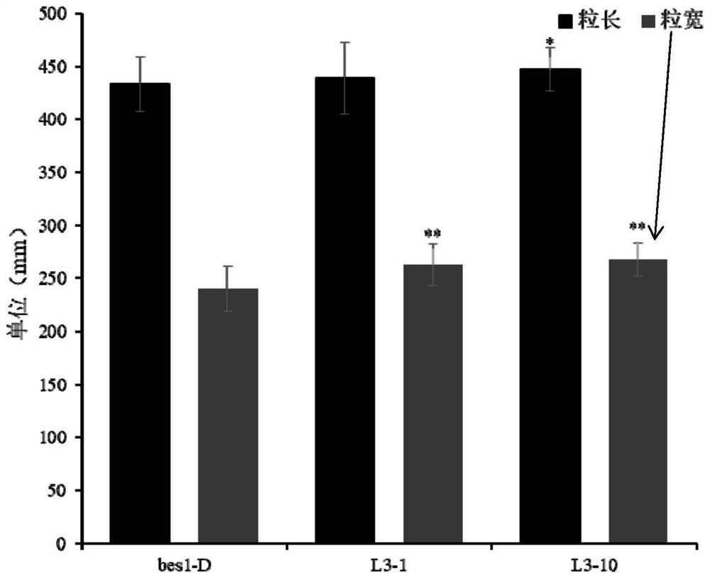 Application of corn ZmBES1/BZR1-3 gene in increasing yield of plant seeds