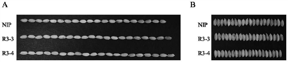 Application of corn ZmBES1/BZR1-3 gene in increasing yield of plant seeds