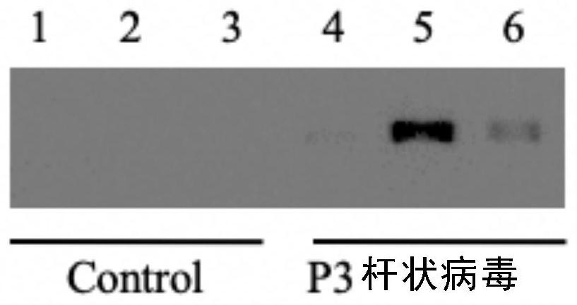 Preparation and application of enhanced serum avian adenovirus type 4 subunit vaccine