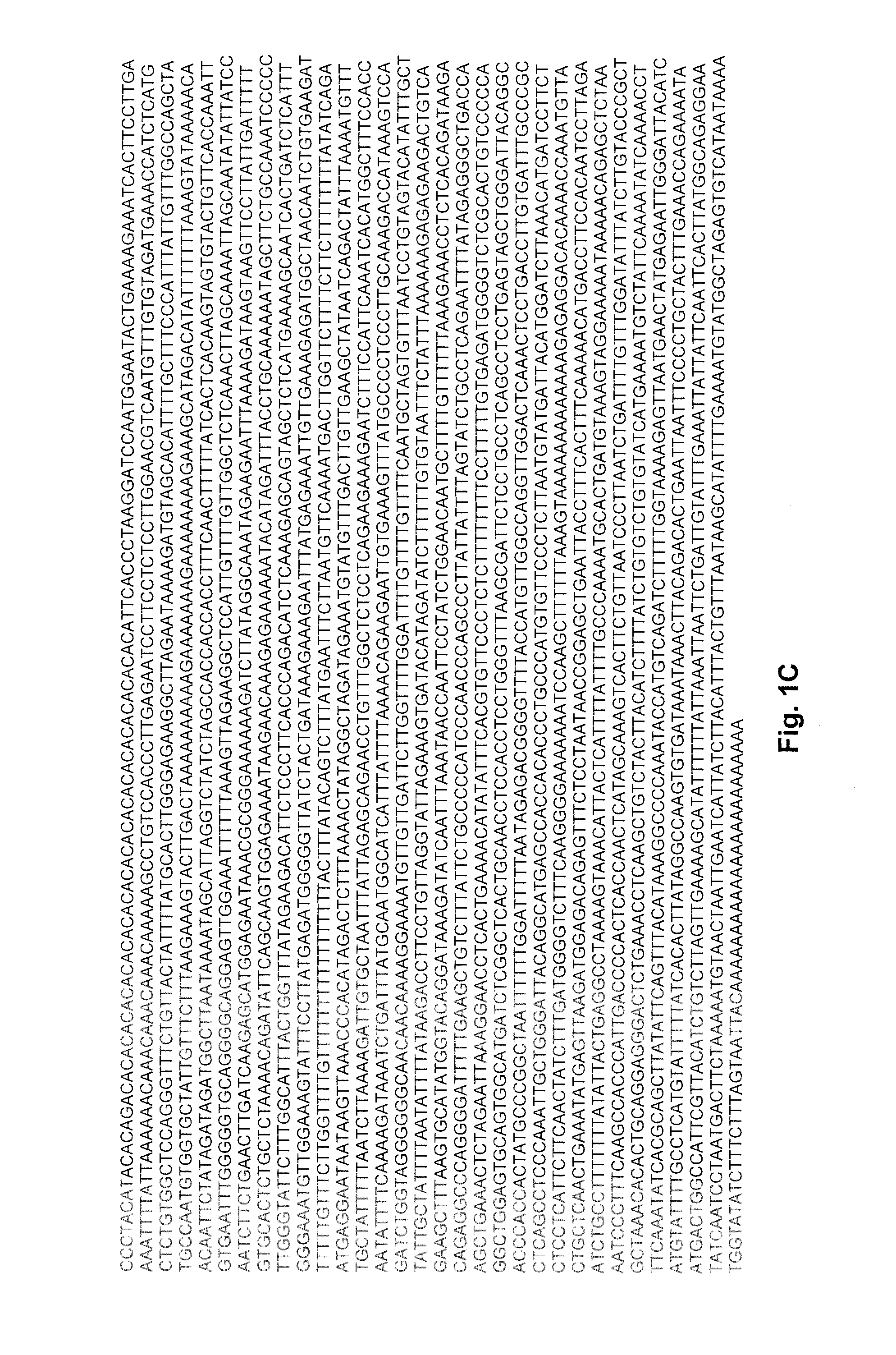 Methods of screening for compounds for treating muscular dystrophy using mIGF1 mRNA translation regulation