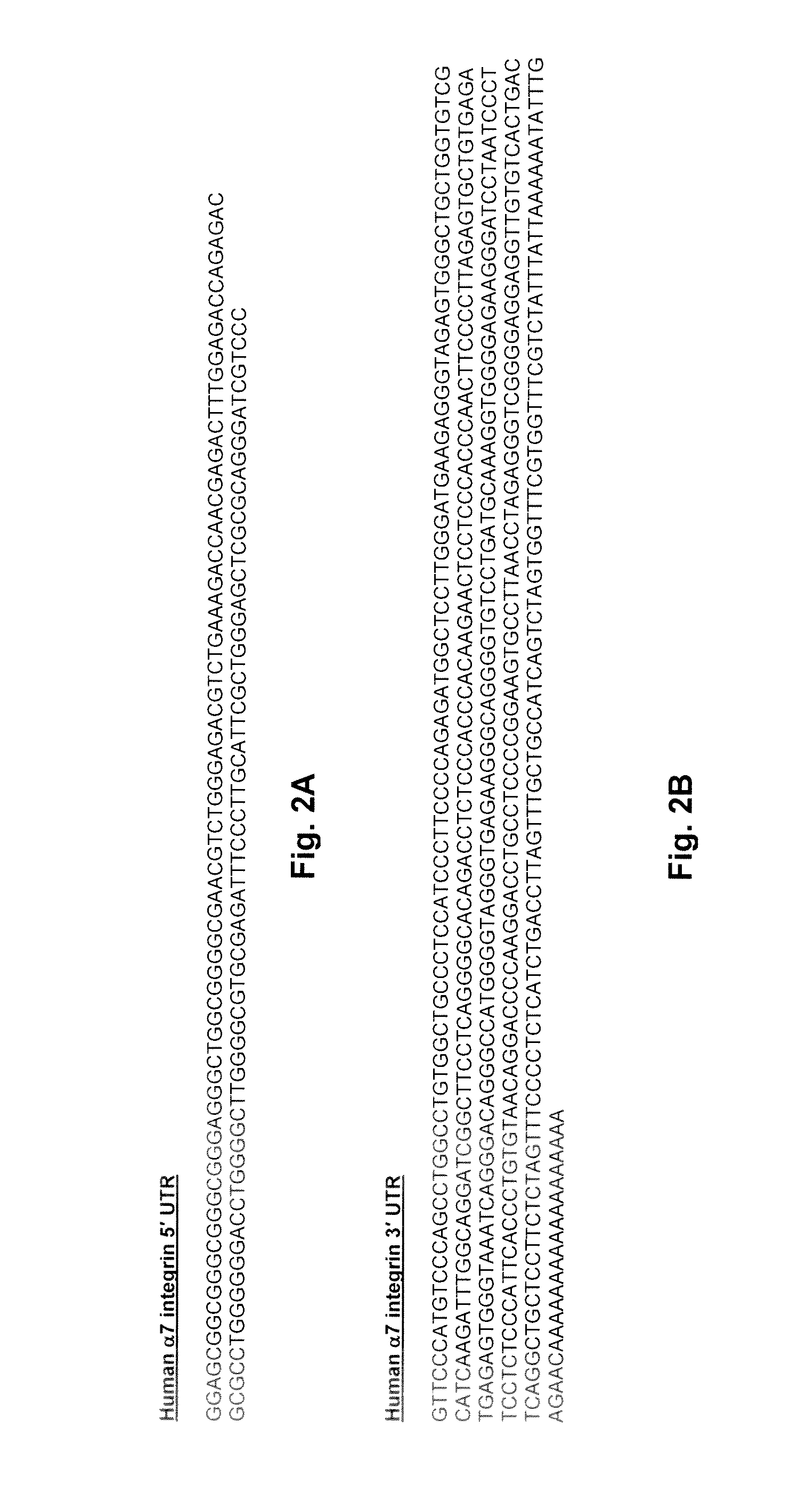 Methods of screening for compounds for treating muscular dystrophy using mIGF1 mRNA translation regulation
