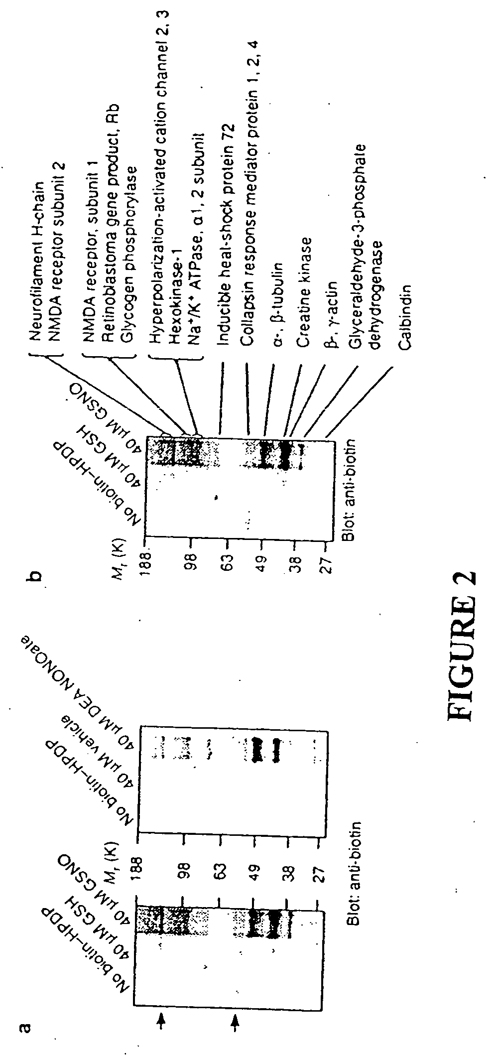 Method for assaying protein nitrosylation