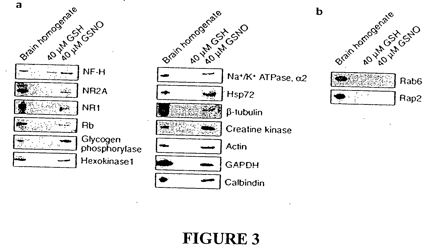 Method for assaying protein nitrosylation