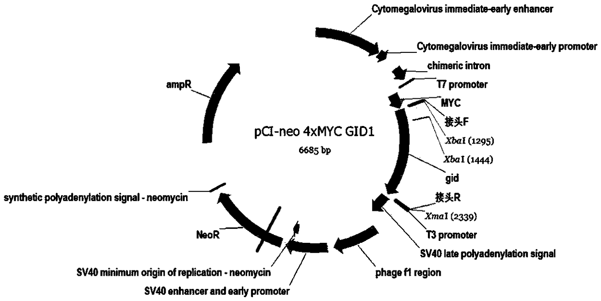 Method for regulating cellular pathway by using plant hormone GA (Gibberellic Acid) and small molecular substance PAC (Paclobutrazol)