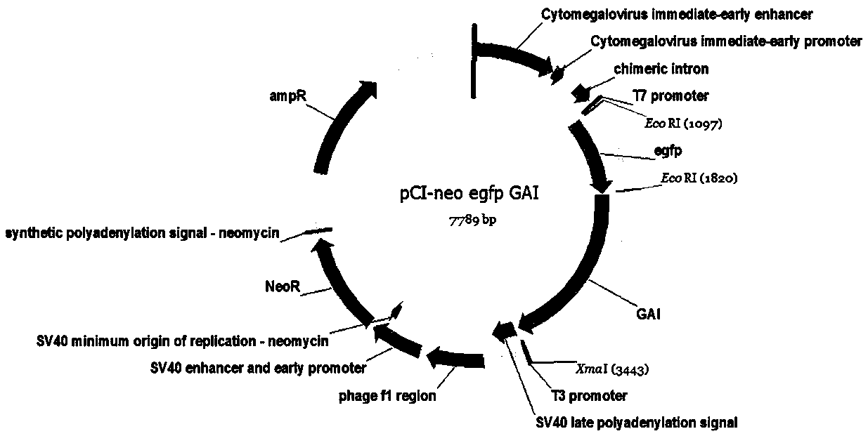 Method for regulating cellular pathway by using plant hormone GA (Gibberellic Acid) and small molecular substance PAC (Paclobutrazol)