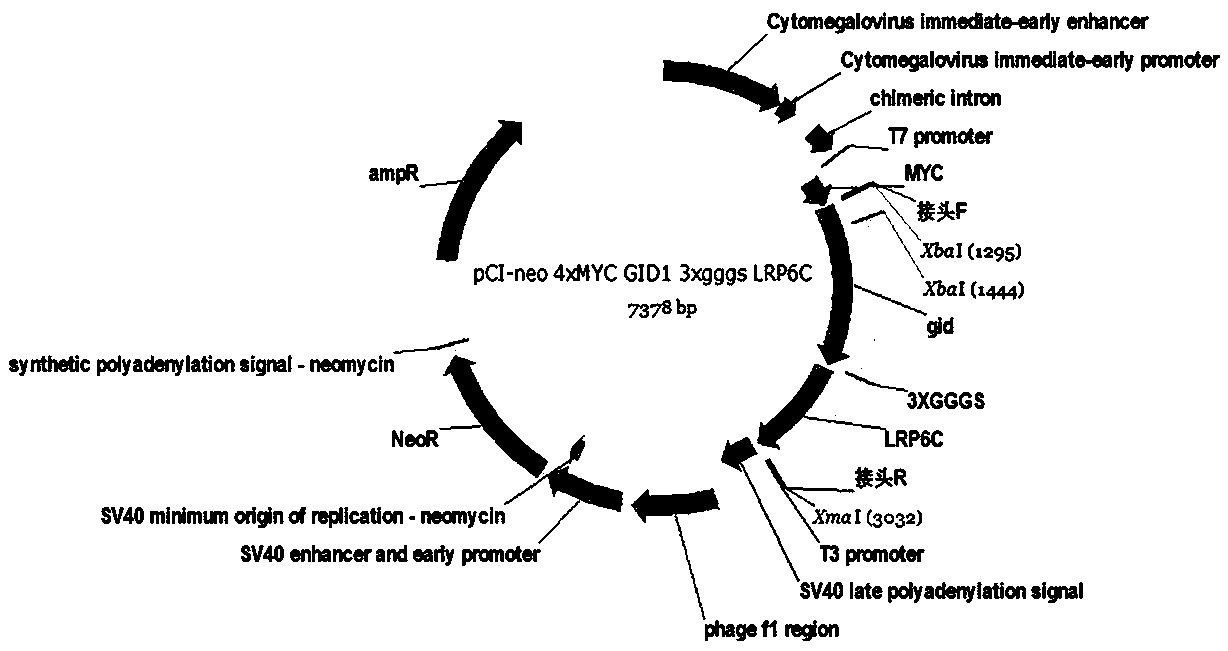 Method for regulating cellular pathway by using plant hormone GA (Gibberellic Acid) and small molecular substance PAC (Paclobutrazol)