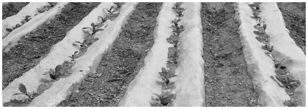 A rain-collecting planting method for flue-cured tobacco ridge film furrow planting