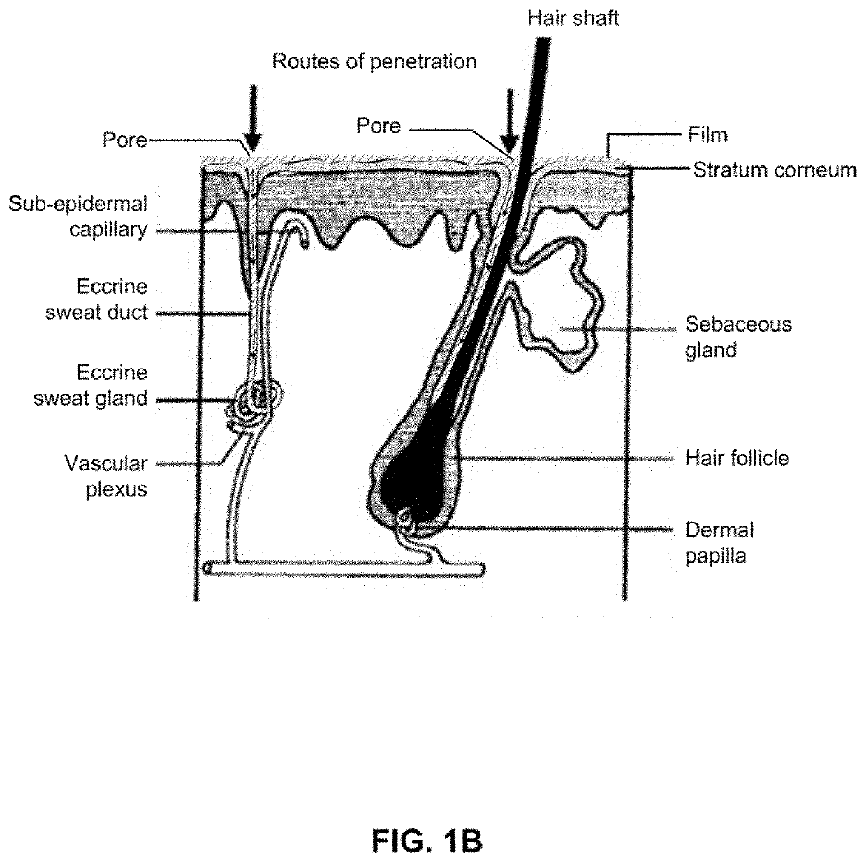 Transpore delivery of drugs and uses thereof