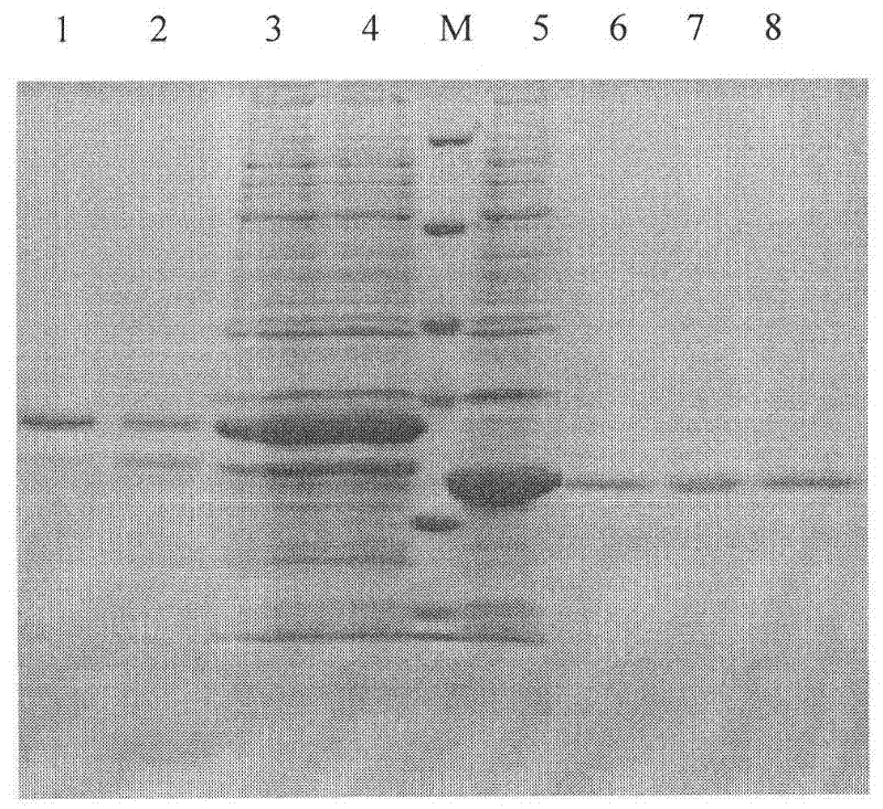 Kit for distinguishing and diagnosing capripox field virus infection, preparation and detection method thereof