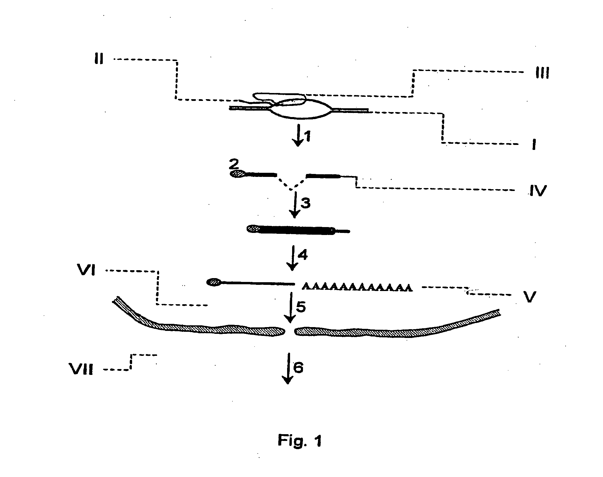 Method of reversible inhibition of gene expression by means of modified ribonucleoproteins