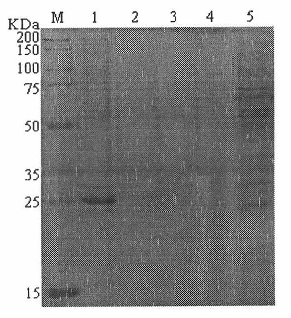 Method for producing periplaneta americana allergen protein Per a 5 in baculovirus-insect expression system