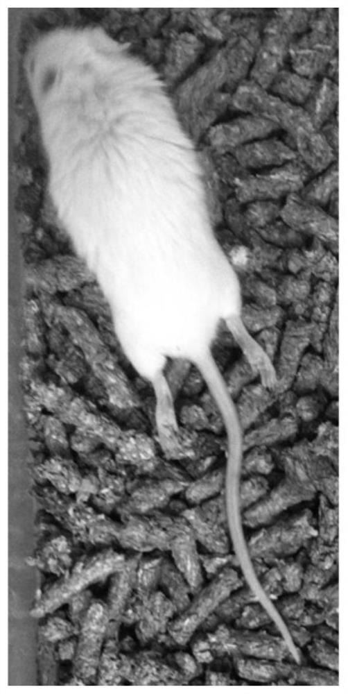 Humanized glioma PDX mouse model as well as preparation method and application thereof