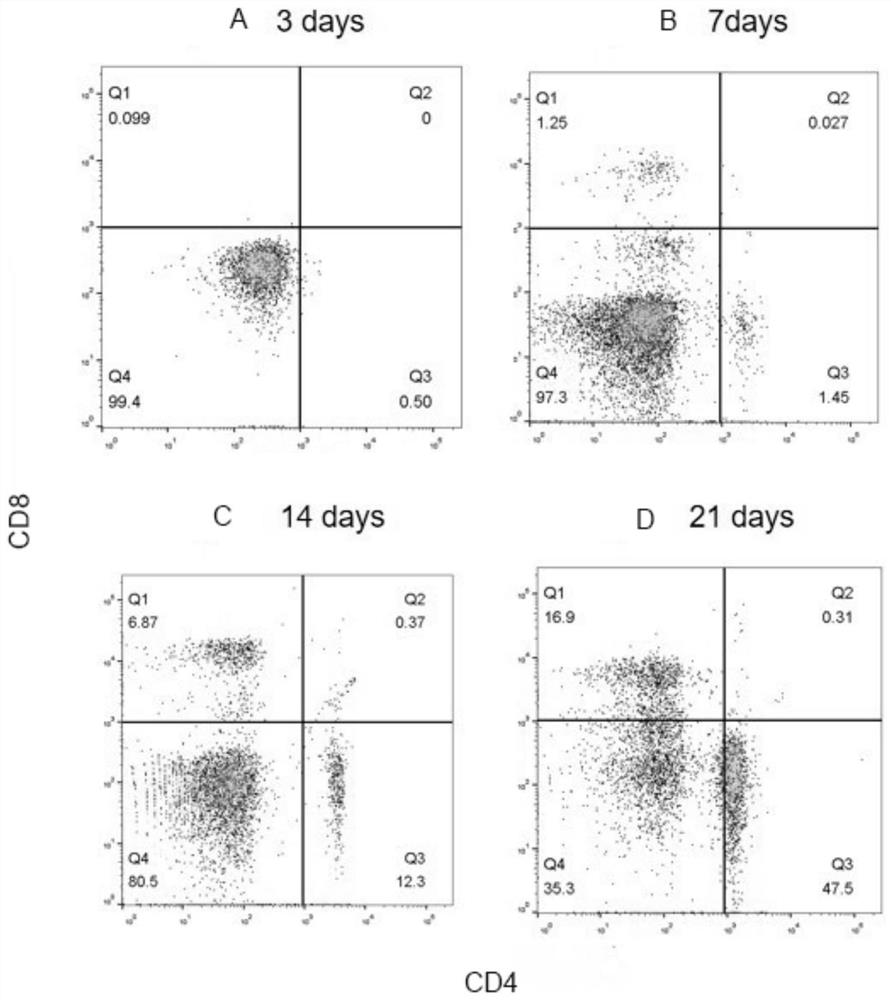 Humanized glioma PDX mouse model as well as preparation method and application thereof