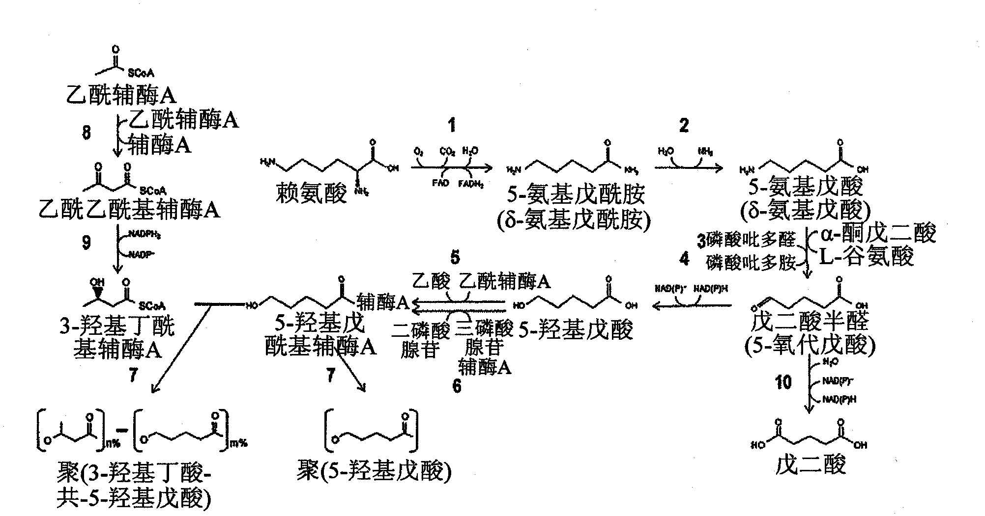 Green process and compositions for producing poly(5HV) and 5 carbon chemicals