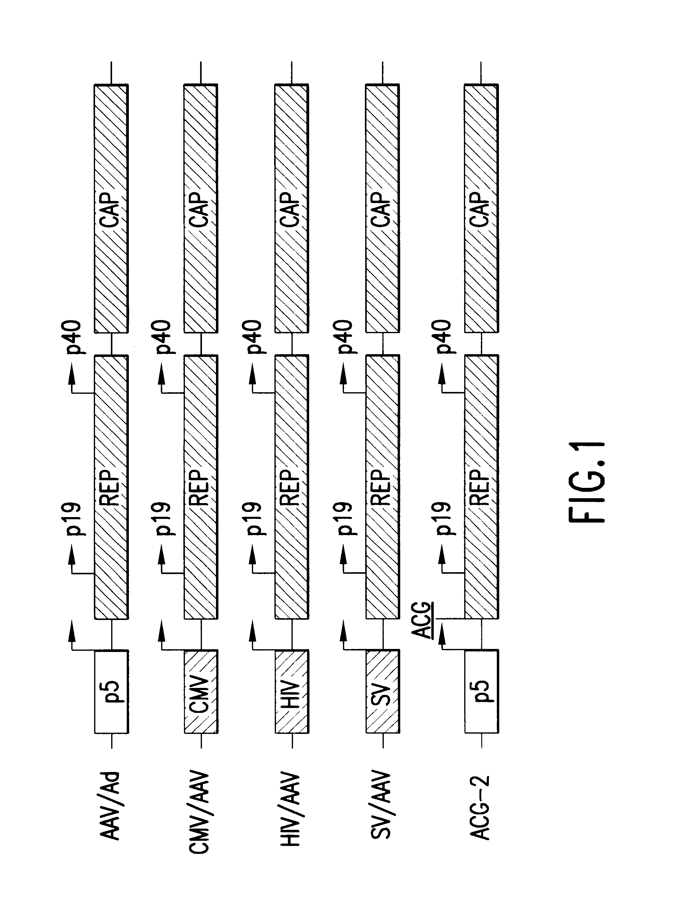 Methods for increasing the efficiency of recombinant AAV product