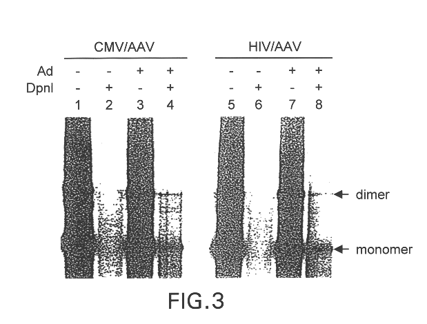 Methods for increasing the efficiency of recombinant AAV product