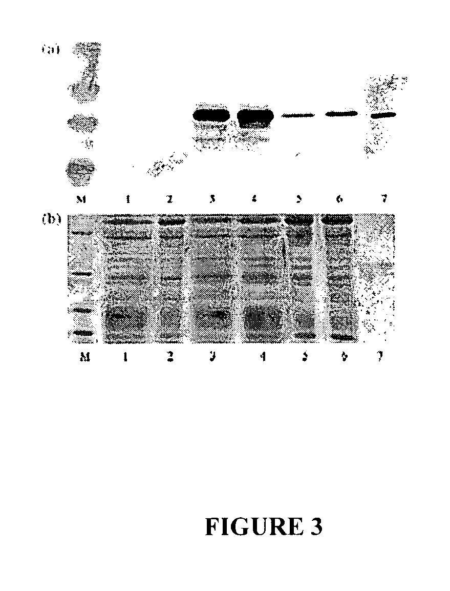 Viral vectors useful in soybean and methods of use