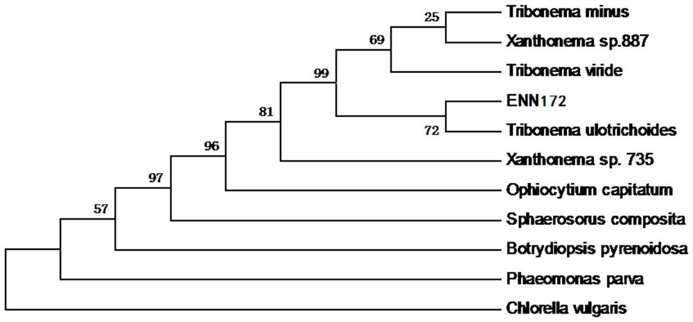 A yellow silk algae and its cultivation and application