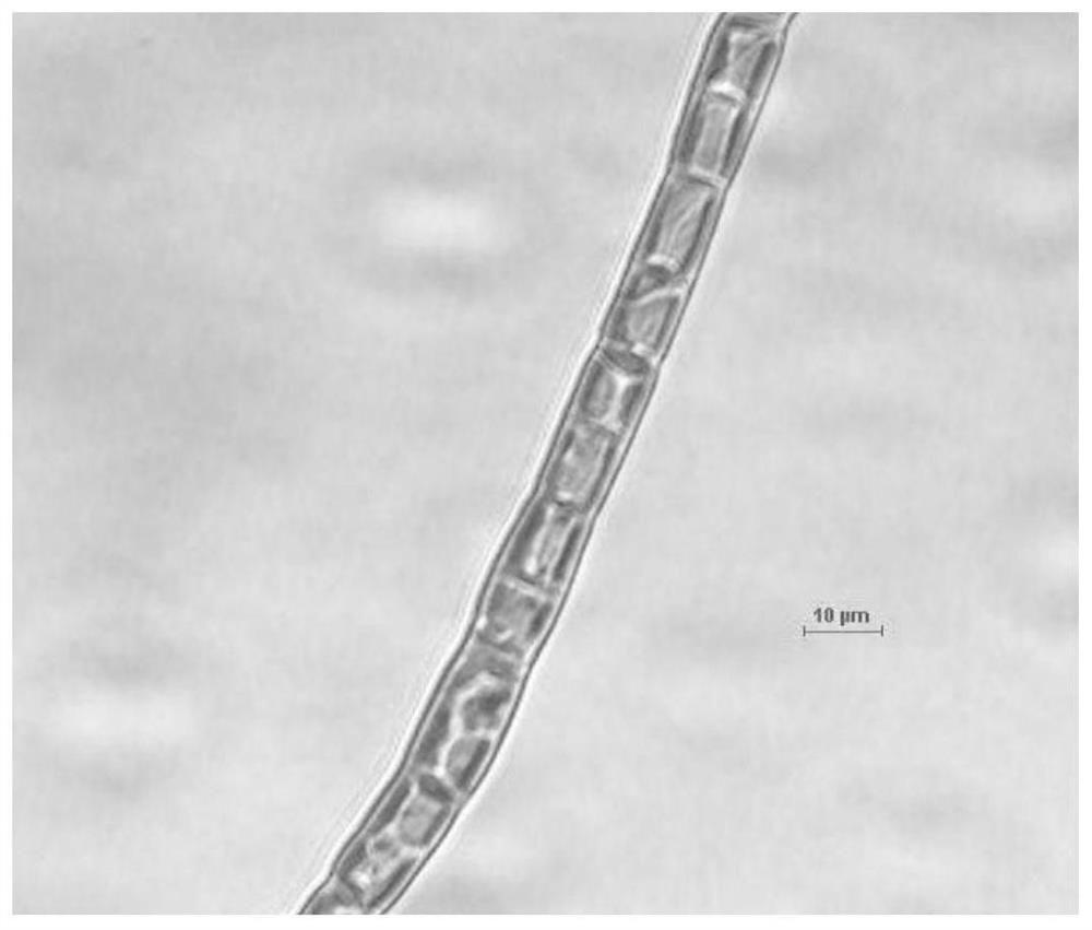 A yellow silk algae and its cultivation and application