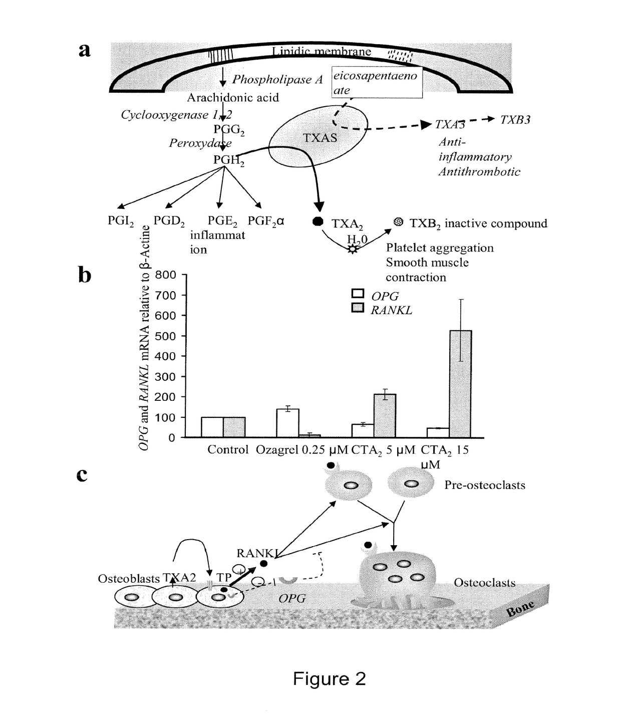 Methods for the treatment and diagnosis of bone mineral density related diseases