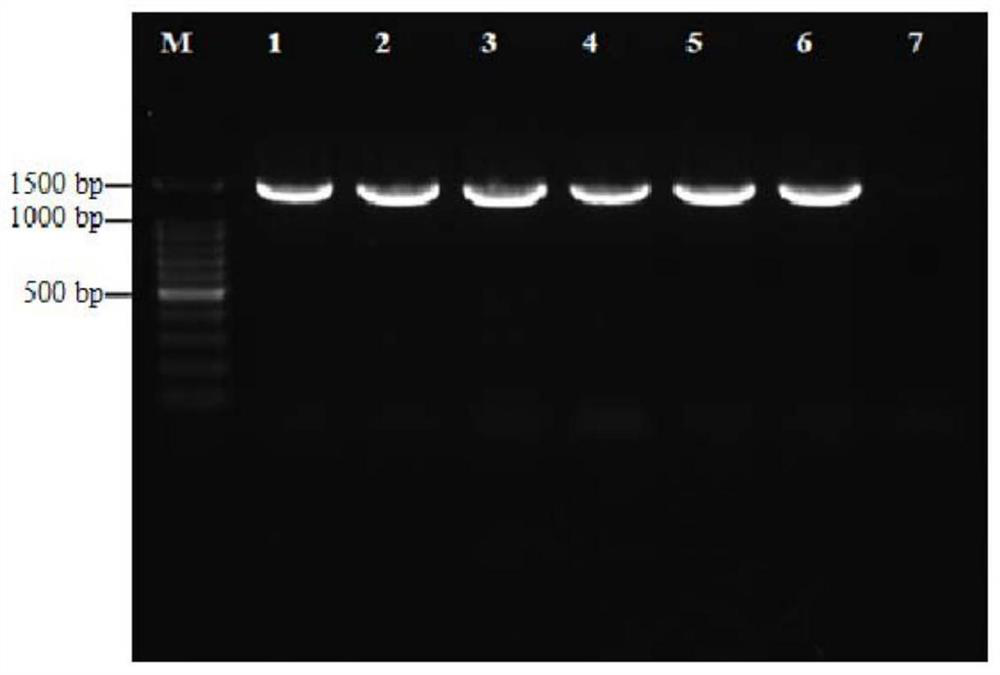 A kind of lactobacillus plantarum and application thereof