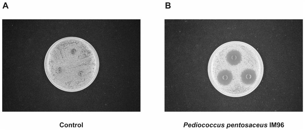Pediococcus pentosaceus antagonistic to escherichia coli O157: H7 and application thereof