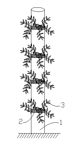 Wild-planting-simulated method and device for dendrobium officinale