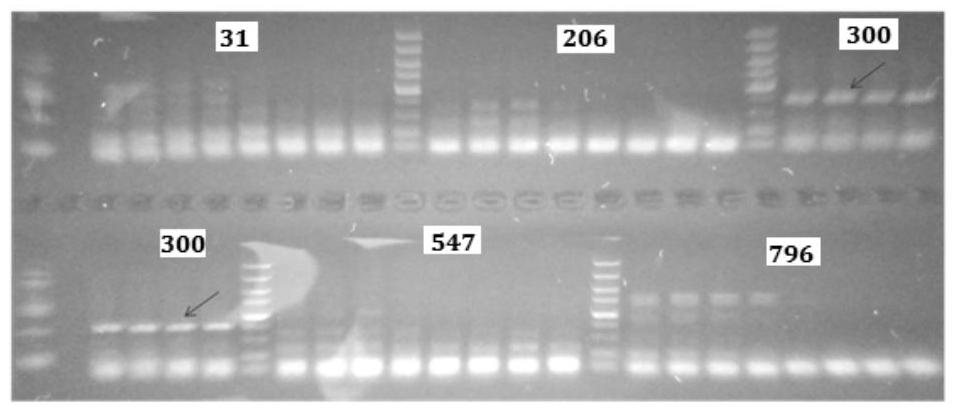 Schizochytrium α-tubulin related sequence and its application